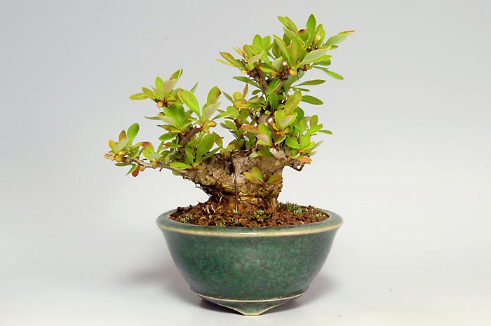 メギF（めぎ・目木）実もの盆栽の販売と育て方・作り方・Berberis thunbergii bonsai