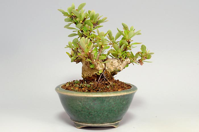 ミニ盆栽・メギF（めぎ・目木）実もの盆栽を裏側から見た景色・Berberis thunbergii bonsai