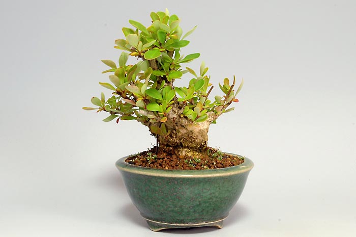 ミニ盆栽・メギF（めぎ・目木）実もの盆栽を右側から見た景色・Berberis thunbergii bonsai