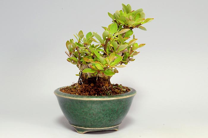 ミニ盆栽・メギF（めぎ・目木）実もの盆栽を左側から見た景色・Berberis thunbergii bonsai