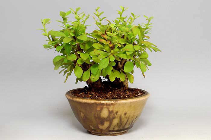 メギH（めぎ・目木）実もの盆栽の販売と育て方・作り方・Berberis thunbergii bonsai photo