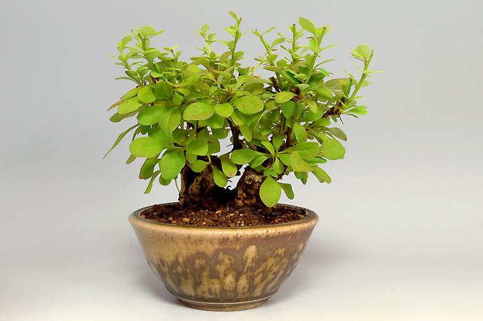 メギH（めぎ・目木）実もの盆栽を裏側から見た景色・Berberis thunbergii bonsai photo