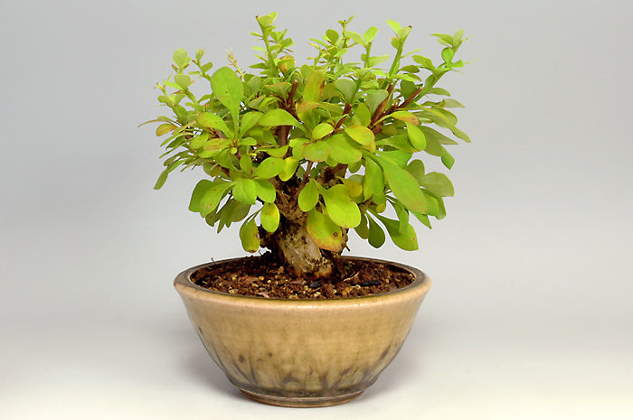 メギH（めぎ・目木）実もの盆栽を右側から見た景色・Berberis thunbergii bonsai photo