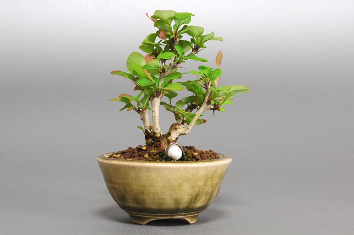 メギ-I（めぎ・目木）実ものを裏側から見た景色・Berberis thunbergii bonsai