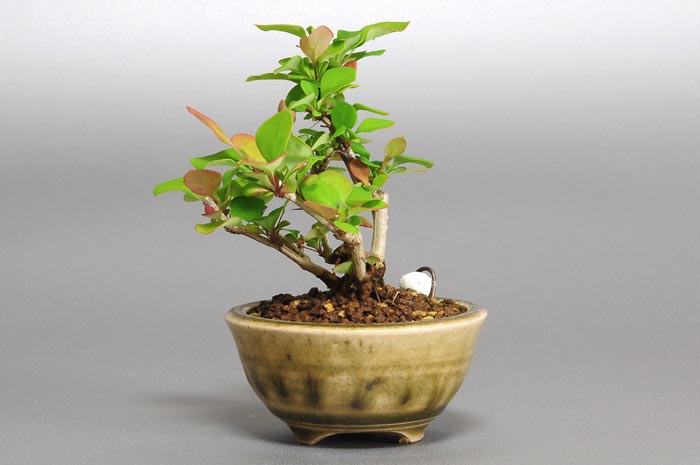 メギ-I（めぎ・目木）実ものを右側から見た景色・Berberis thunbergii bonsai