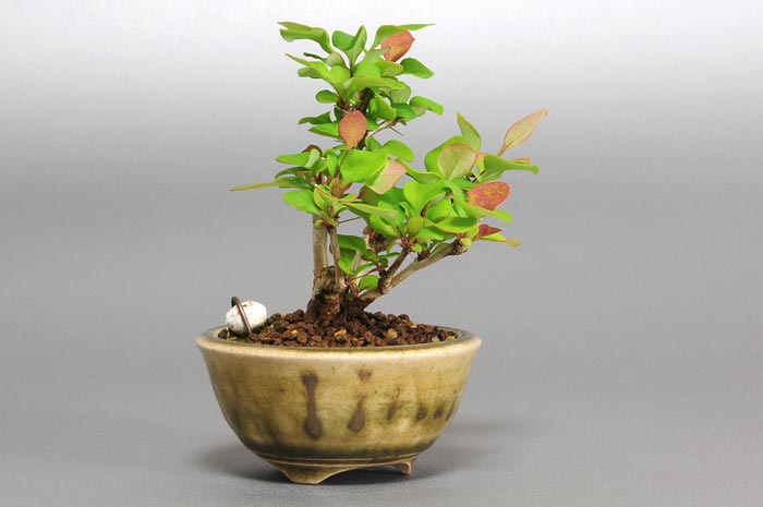 メギ-I（めぎ・目木）実ものを左側から見た景色・Berberis thunbergii bonsai