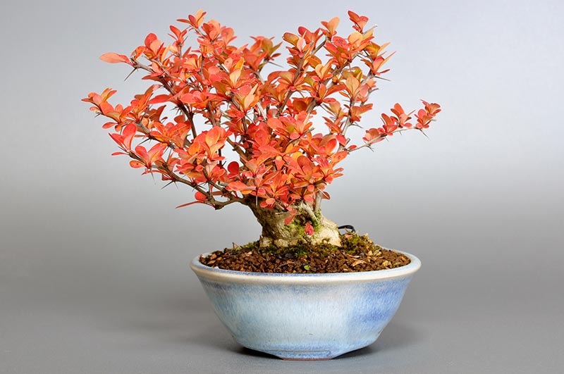 メギJ（めぎ・目木）実もの盆栽の販売と育て方・作り方・Berberis thunbergii bonsai