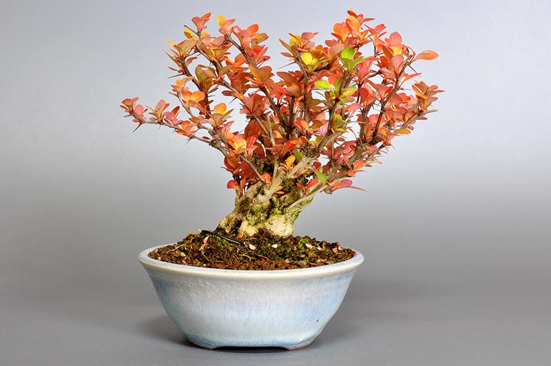 盆栽・メギJ（めぎ・目木）実もの盆栽を裏側から見た景色・Berberis thunbergii bonsai