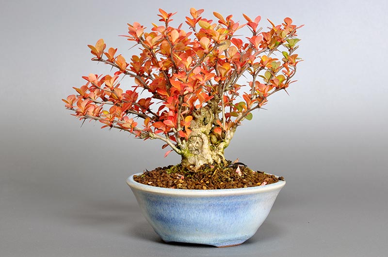 盆栽・メギJ（めぎ・目木）実もの盆栽を右側から見た景色・Berberis thunbergii bonsai