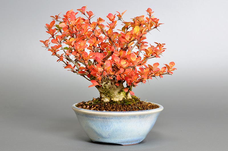 盆栽・メギJ（めぎ・目木）実もの盆栽を左側から見た景色・Berberis thunbergii bonsai