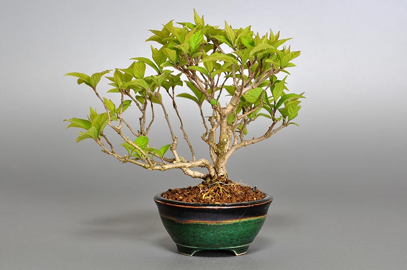 ミニ盆栽・ムラサキシキブA（むらさきしきぶ・紫式部）実もの盆栽を裏側から見た景色・Callicarpa japonica bonsai
