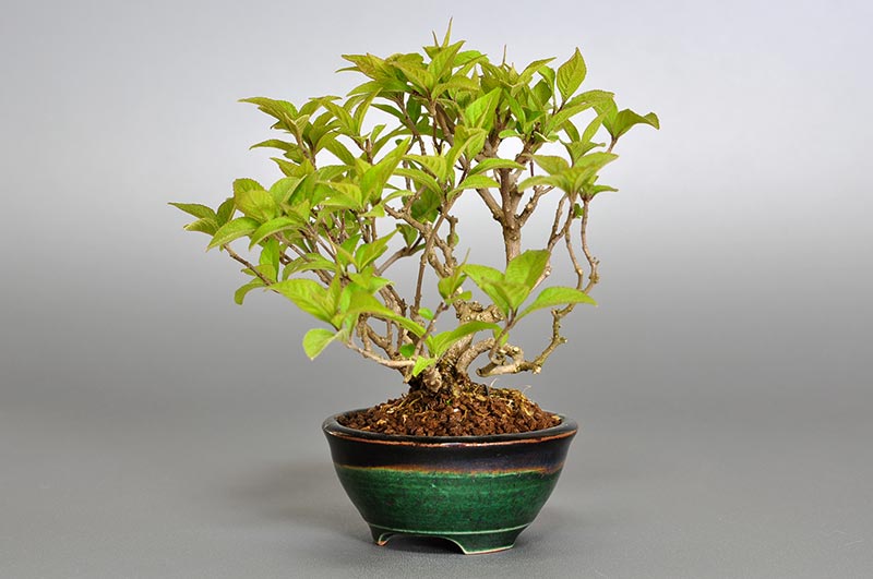 ミニ盆栽・ムラサキシキブA（むらさきしきぶ・紫式部）実もの盆栽を右側から見た景色・Callicarpa japonica bonsai