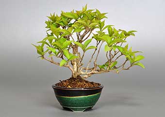 ムラサキシキブ-A（むらさきしきぶ・紫式部）盆栽の樹作りの参考樹形・Callicarpa japonica Best bonsai