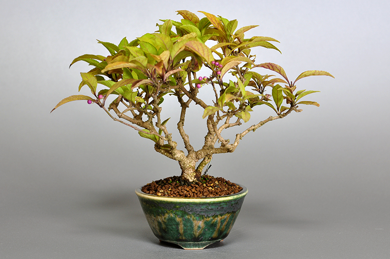 ムラサキシキブB（むらさきしきぶ・紫式部）実もの盆栽の販売と育て方・作り方・Callicarpa japonica bonsai