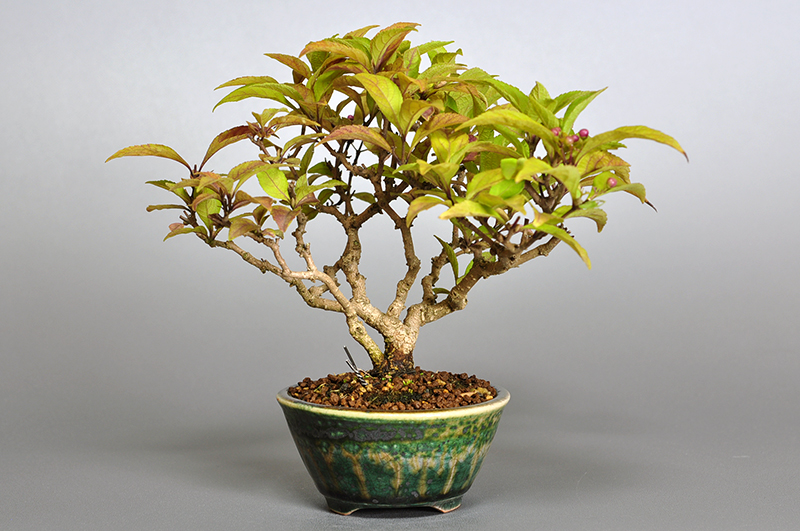 ミニ盆栽・ムラサキシキブB（むらさきしきぶ・紫式部）実もの盆栽を裏側から見た景色・Callicarpa japonica bonsai