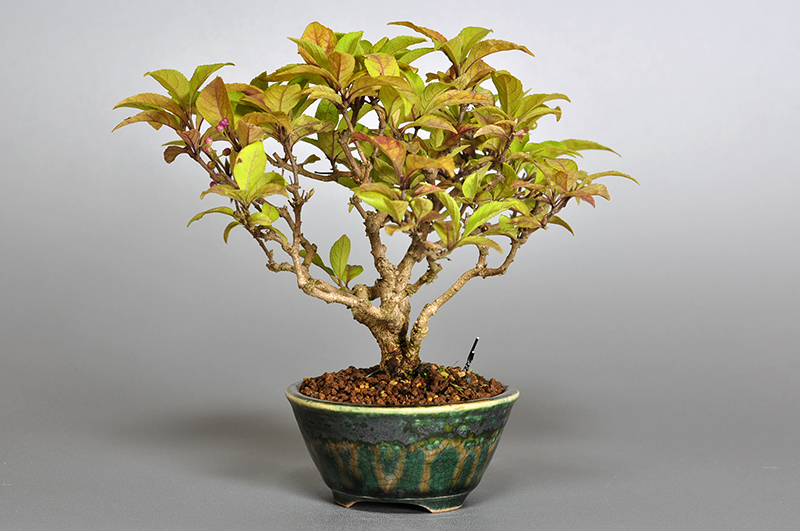 ミニ盆栽・ムラサキシキブB（むらさきしきぶ・紫式部）実もの盆栽を右側から見た景色・Callicarpa japonica bonsai