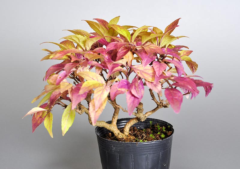 ムラサキシキブD（むらさきしきぶ・紫式部）実もの盆栽の販売と育て方・作り方・Callicarpa japonica bonsai