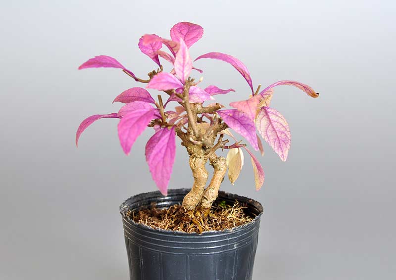 ムラサキシキブ-E（むらさきしきぶ・紫式部）実もの盆栽を裏側から見た景色・Callicarpa japonica bonsai