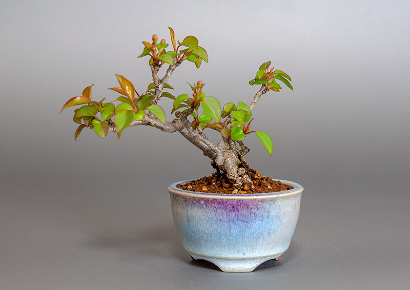 マメナシ-A1・ナシ（なし・まめなし・梨）実もの盆栽の販売と育て方・作り方・Pyrus pyrifolia var. culta bonsai bonsai