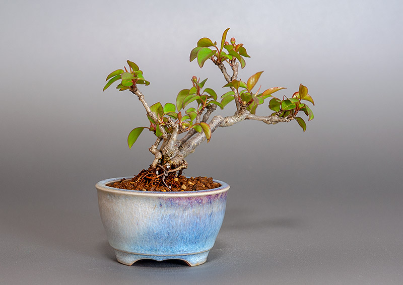 マメナシ-A1・ナシ（なし・まめなし・梨）実もの盆栽を裏側から見た景色・Pyrus pyrifolia var. culta bonsai bonsai
