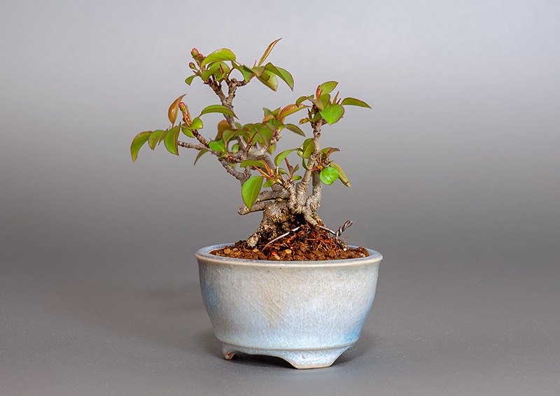 マメナシ-A1・ナシ（なし・まめなし・梨）実もの盆栽を右側から見た景色・Pyrus pyrifolia var. culta bonsai bonsai