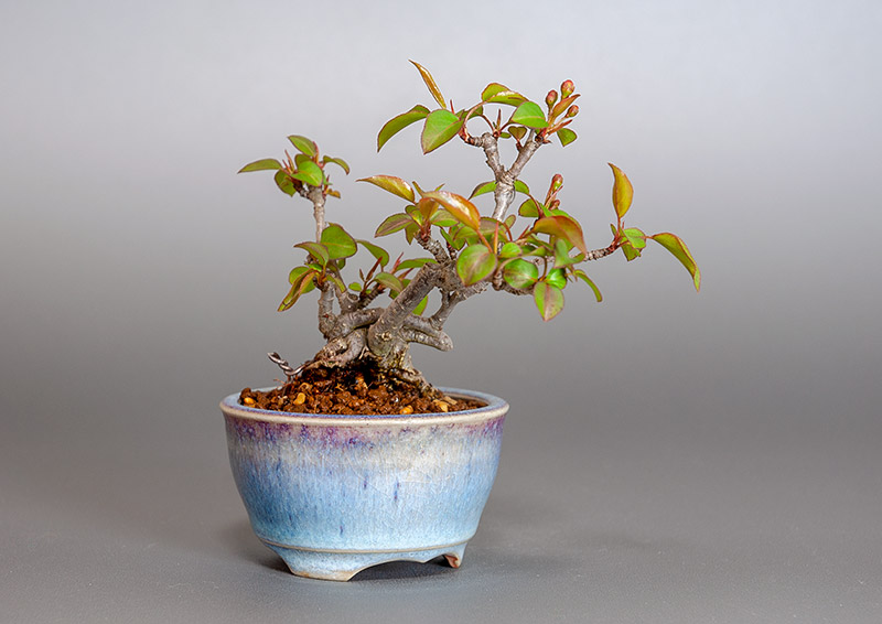 マメナシ-A1・ナシ（なし・まめなし・梨）実もの盆栽を左側から見た景色・Pyrus pyrifolia var. culta bonsai bonsai