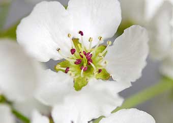 ナシ・アイナシ（なし・合梨）盆栽の花・Pyrus pyrifolia var.culta Best bonsai
