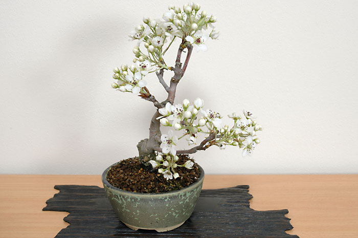 ナシB・コナシ（なし・こなし・梨）実もの盆栽の販売と育て方・作り方・Pyrus pyrifolia var. culta bonsai bonsai