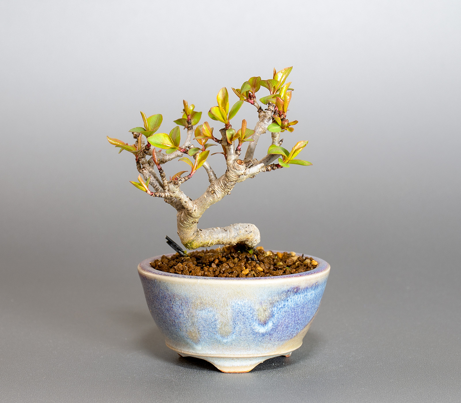 マメナシ-B1・ナシ（なし・まめなし・豆梨）実もの盆栽の販売と育て方・作り方・Pyrus pyrifolia var. culta bonsai