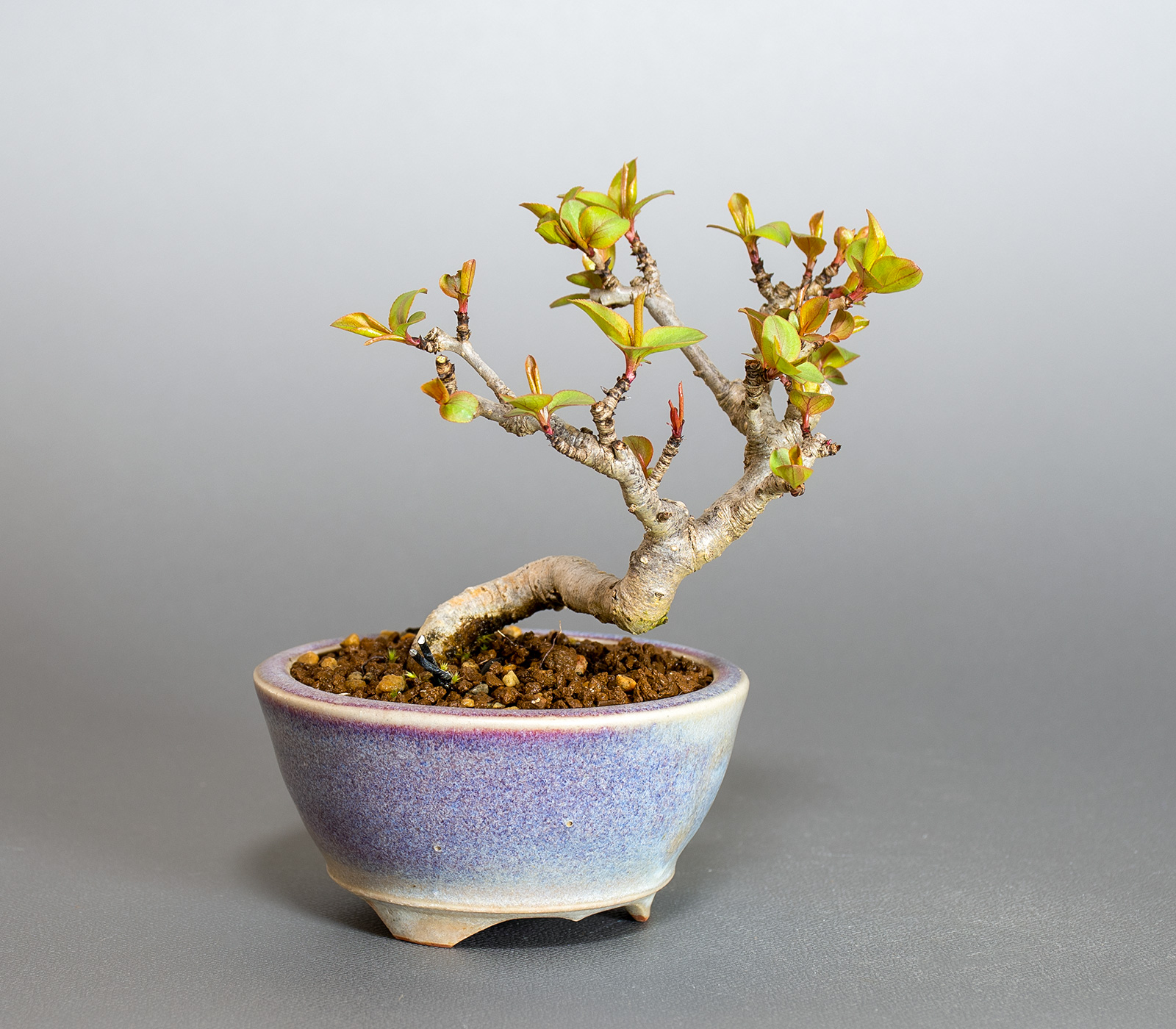 マメナシ-B1・ナシ（なし・まめなし・豆梨）実もの盆栽左側から見た景色・Pyrus pyrifolia var. culta bonsai