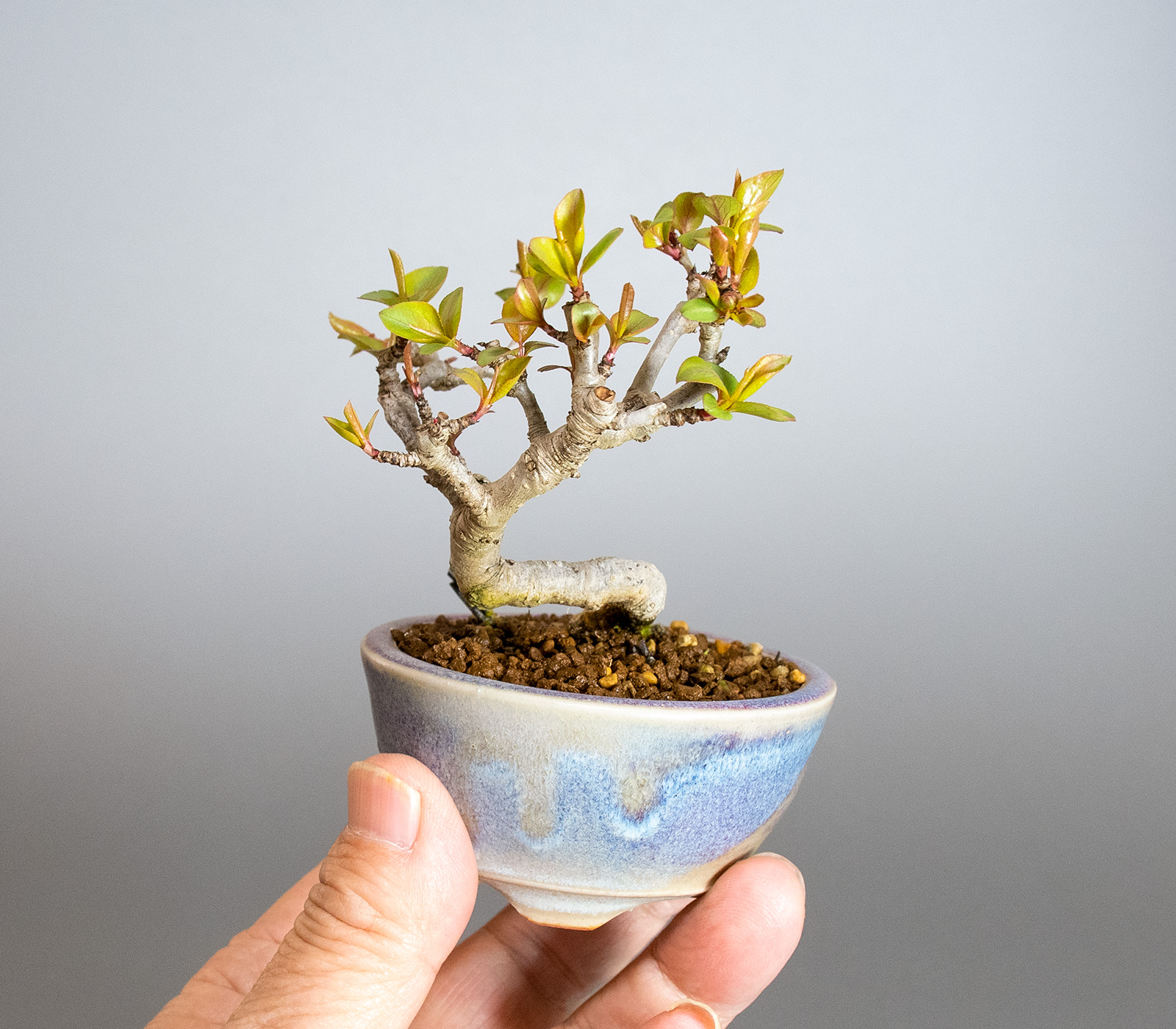 マメナシ-B1・ナシ（なし・まめなし・豆梨）実もの盆栽の手乗りの景色・Pyrus pyrifolia var. culta bonsai