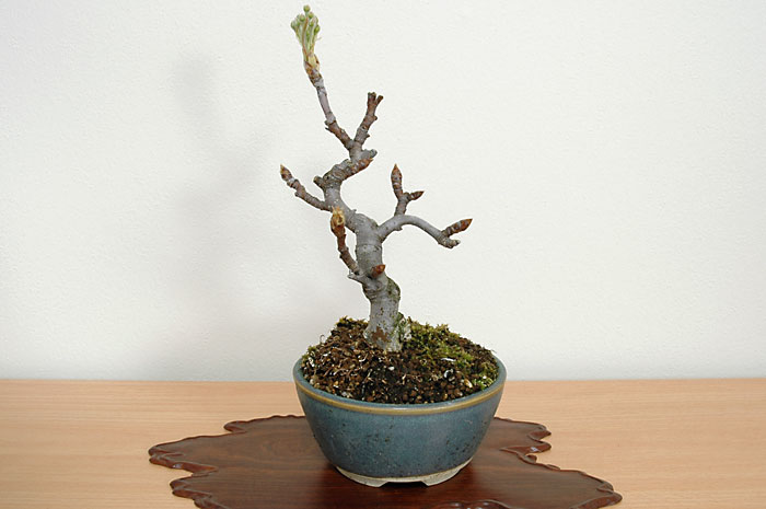 ナシC・コナシ（なし・こなし・梨）実もの盆栽の販売と育て方・作り方・Pyrus pyrifolia var. culta bonsai bonsai