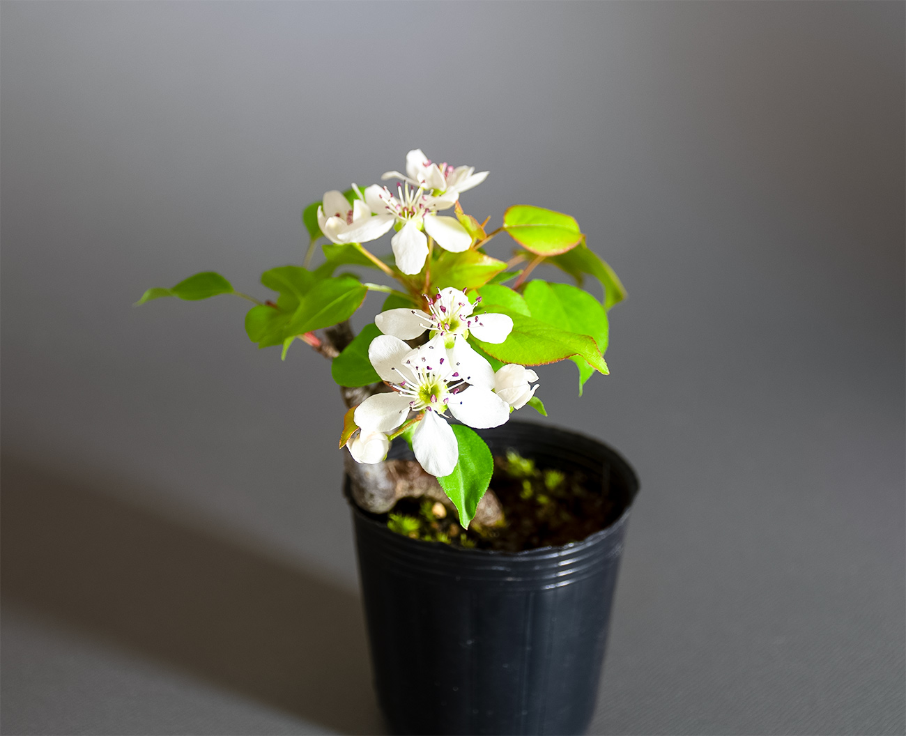 マメナシ-C1・ナシ（なし・まめなし・豆梨）実もの盆栽左側から見た景色・Pyrus pyrifolia var. culta bonsai