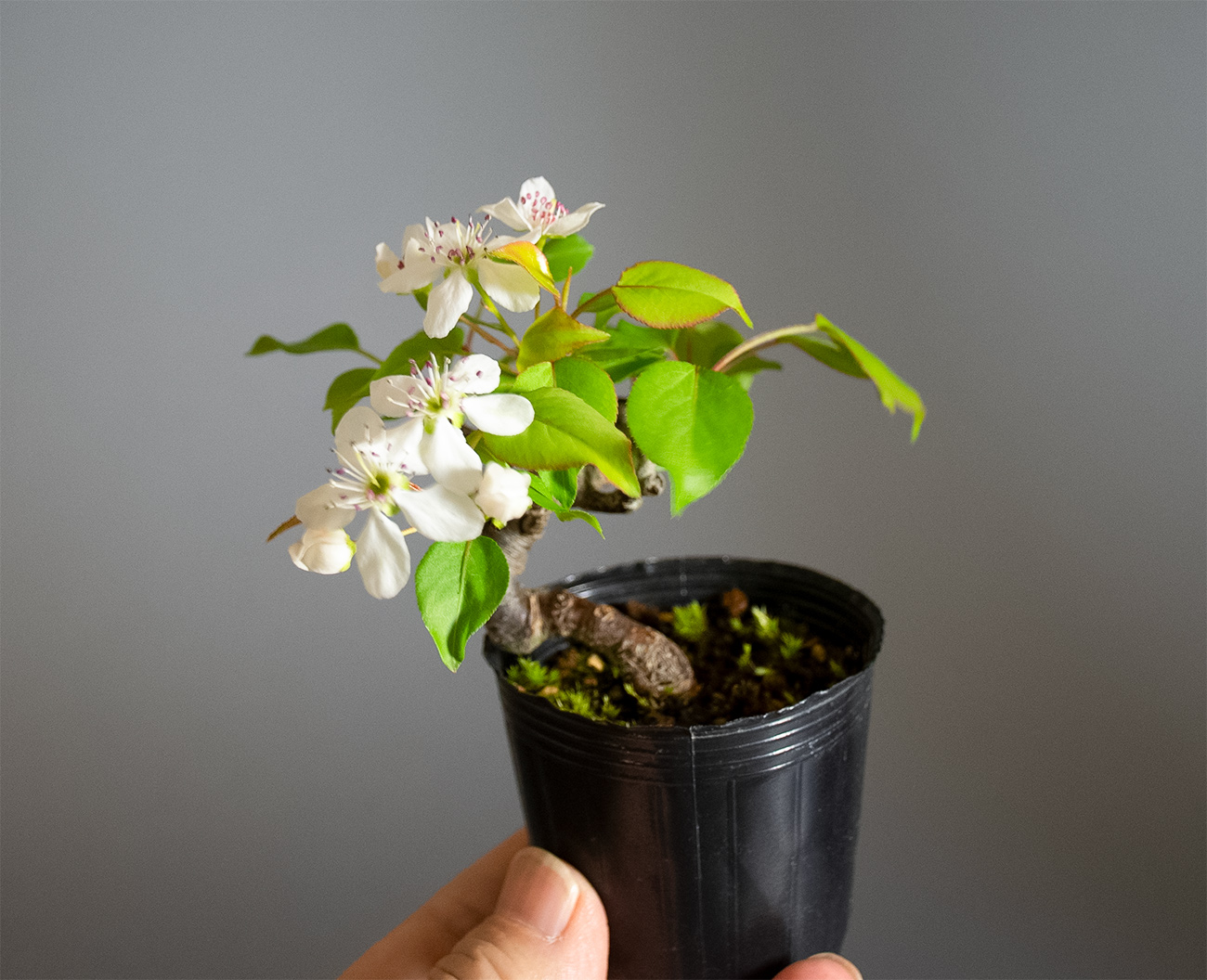 マメナシ-C1・ナシ（なし・まめなし・豆梨）実もの盆栽の手乗りの景色・Pyrus pyrifolia var. culta bonsai