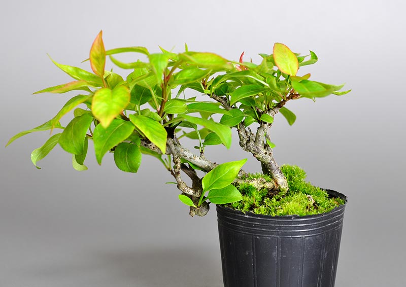 マメナシD・ナシ（なし・まめなし・豆梨）実もの盆栽を裏側から見た景色・Pyrus pyrifolia var. culta bonsai bonsai