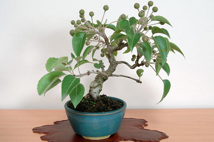 マンシュウコナシF・ナシ（なし・まんしゅうこなし・梨）実もの盆栽の販売と育て方・作り方・Pyrus pyrifolia var. culta bonsai bonsai