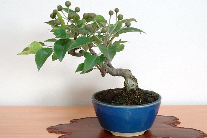 マンシュウコナシG-1・ナシ（なし・まんしゅうこなし・梨）実もの盆栽の販売と育て方・作り方・Pyrus pyrifolia var. culta bonsai bonsai