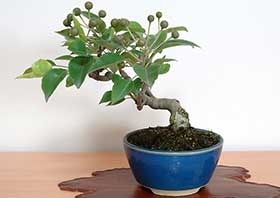 マンシュウコナシG・ナシ（なし・まんしゅうこなし・梨）実もの盆栽の成長記録-1・Pyrus pyrifolia var. culta bonsai bonsai