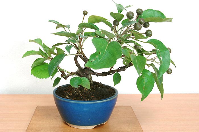 マンシュウコナシG・ナシ（なし・まんしゅうこなし・梨）実もの盆栽を左側から見た景色・Pyrus pyrifolia var. culta bonsai bonsai