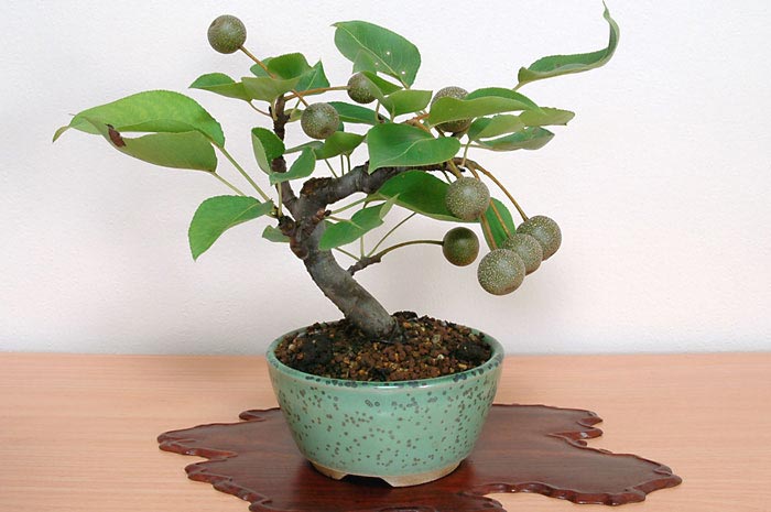ナシ-H・アイナシ(なし・あいなし・梨)実もの盆栽の販売と育て方・作り方・Pyrus pyrifolia var. culta bonsai