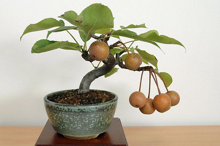 ナシI-1・アイナシ（なし・あいなし・梨）実もの盆栽の販売と育て方・作り方・Pyrus pyrifolia var. culta bonsai bonsai