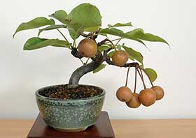 ナシI・アイナシ（なし・あいなし・梨）実もの盆栽の成長記録-1・Pyrus pyrifolia var. culta bonsai bonsai