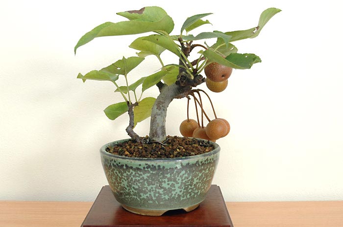 ナシI-1・アイナシ（なし・あいなし・梨）実もの盆栽を右側から見た景色・Pyrus pyrifolia var. culta bonsai bonsai