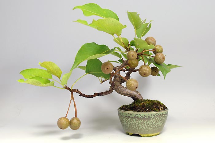 ナシI-2・アイナシ（なし・あいなし・梨）実もの盆栽の販売と育て方・作り方・Pyrus pyrifolia var. culta bonsai bonsai