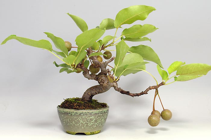 ナシI-2・アイナシ（なし・あいなし・梨）実もの盆栽を裏側から見た景色・Pyrus pyrifolia var. culta bonsai bonsai
