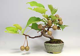 ナシI・アイナシ（なし・あいなし・梨）実もの盆栽の成長記録-2・Pyrus pyrifolia var. culta bonsai bonsai