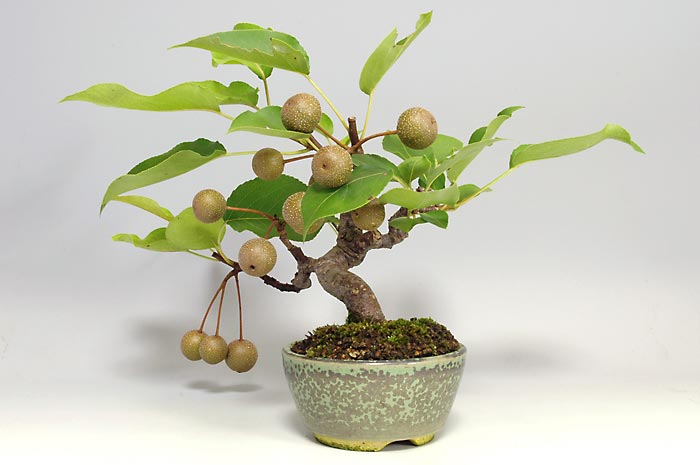 ナシI-2・アイナシ（なし・あいなし・梨）実もの盆栽を右側から見た景色・Pyrus pyrifolia var. culta bonsai bonsai