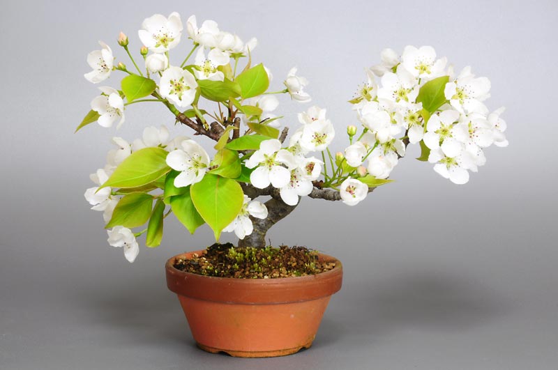 ナシI・アイナシ（なし・あいなし・梨）実もの盆栽の販売と育て方・作り方・Pyrus pyrifolia var. culta bonsai bonsai