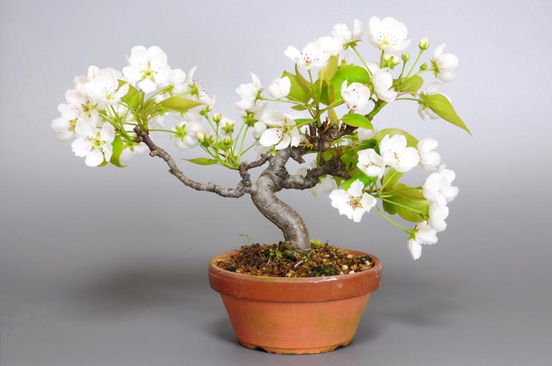 ナシI・アイナシ（なし・あいなし・梨）実もの盆栽を裏側から見た景色・Pyrus pyrifolia var. culta bonsai bonsai