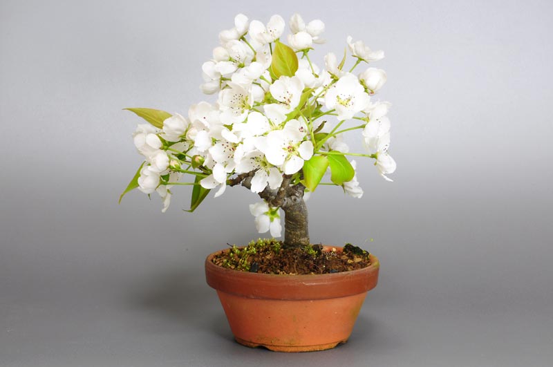 ナシI・アイナシ（なし・あいなし・梨）実もの盆栽を右側から見た景色・Pyrus pyrifolia var. culta bonsai bonsai